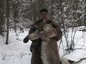 Archery cougar hunting in Idaho is exciting