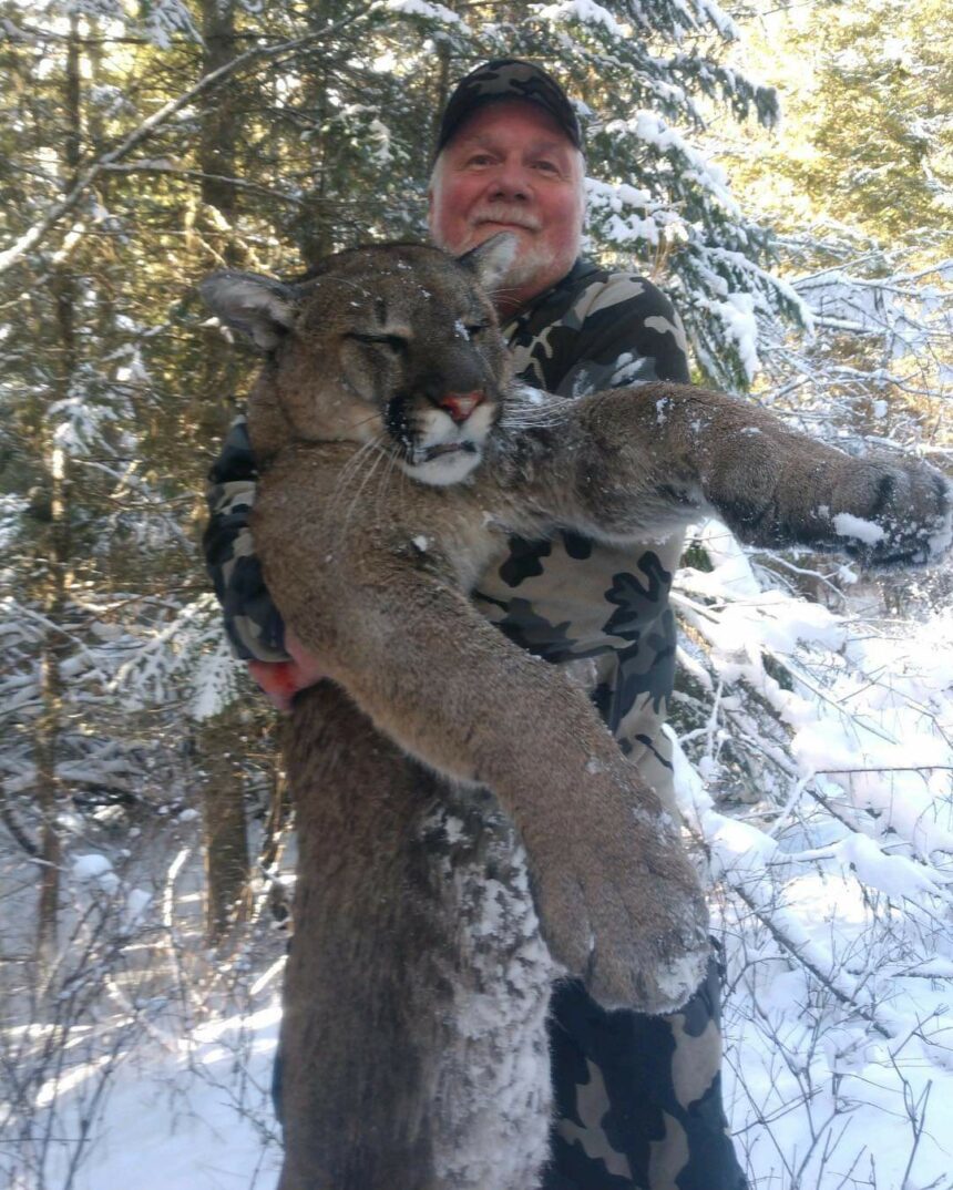 Idaho cougar hunt
