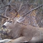 Idaho Private Ranch Mule Deer Hunt