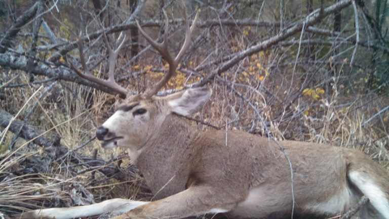 Idaho Private Ranch Mule Deer Hunt