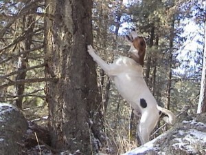 Mountain Lion Hunting with Hounds