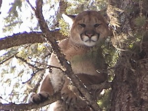 If you are looking for an Idaho Mountain Lion hunt with hounds visit lhhunting.com