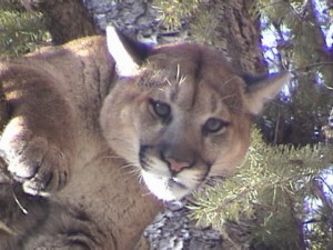 Guaranteed mountain lion hunts are an option in Idaho