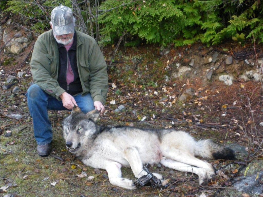 Guided Wolf Hunts in Idaho