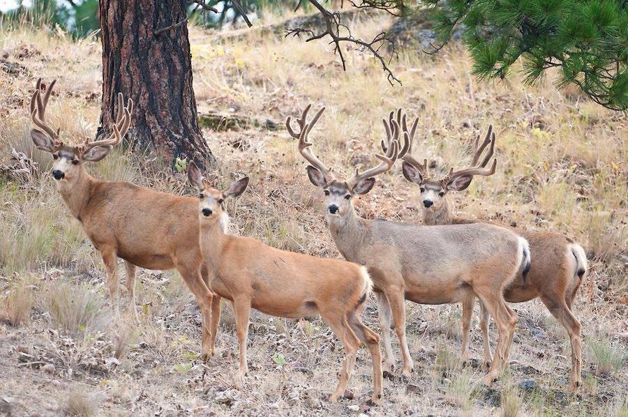 Private Ranch Mule Deer Hunting Idaho