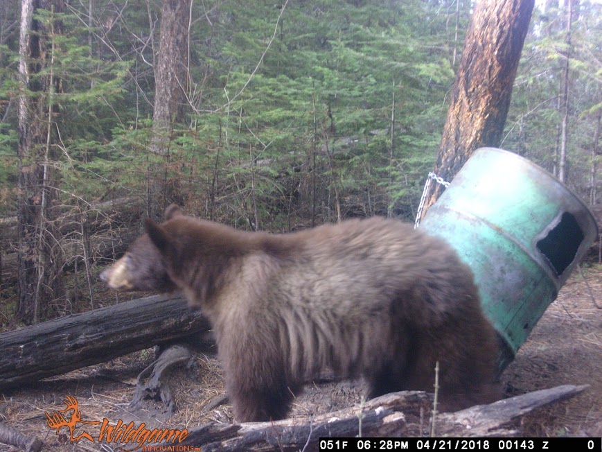 Spring bear hunt Idaho
