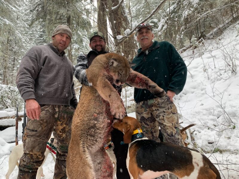 Idaho Mountain lion Hunts