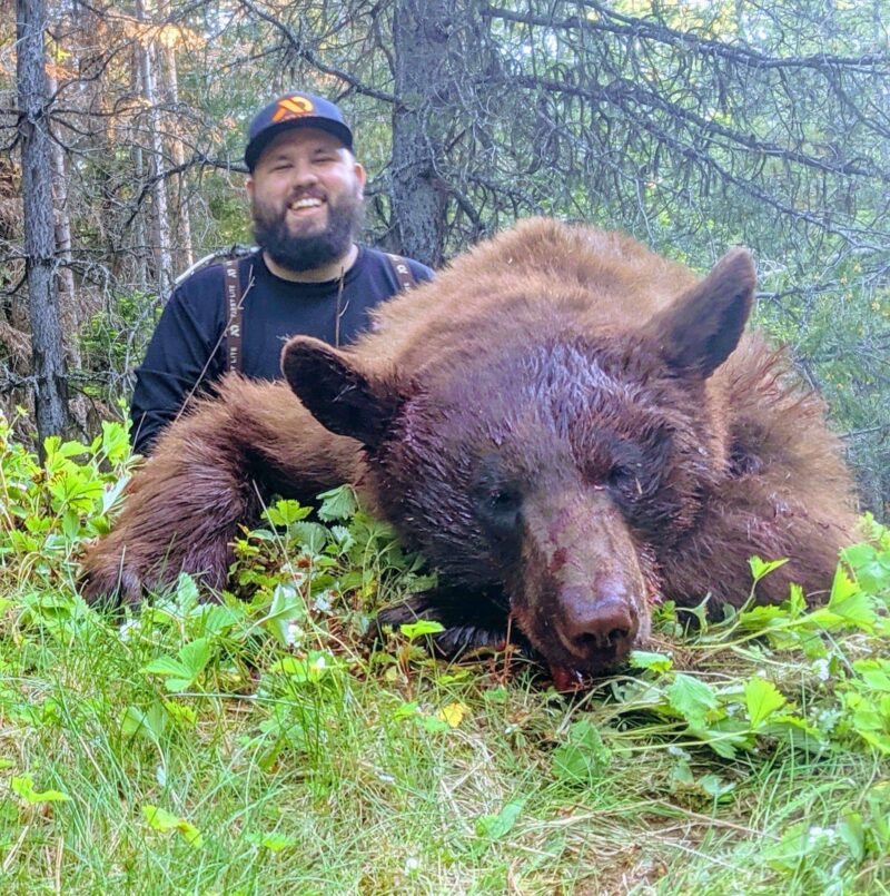 Color phase black bear hunt