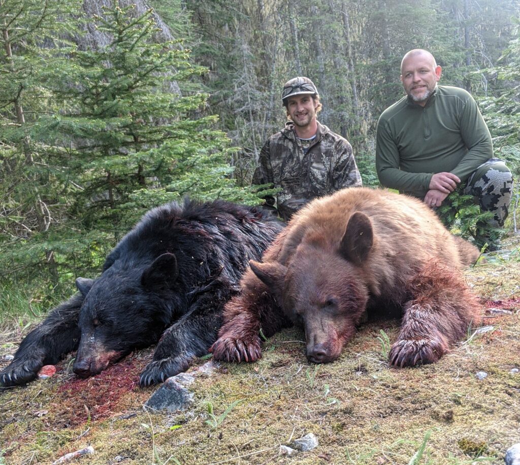 Color phase black bear hunt