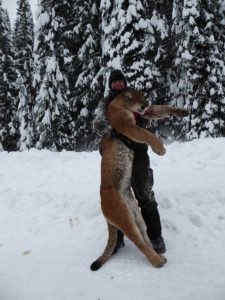 Idaho cougar hunt