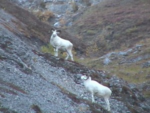 Alaska Dall Sheep