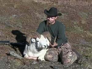 Alaska Dall Sheep