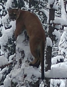 Idaho Mountain Lion Hunt