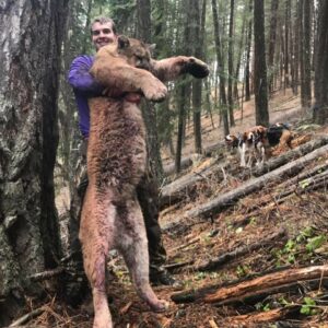 Mountain lion hunting with hounds