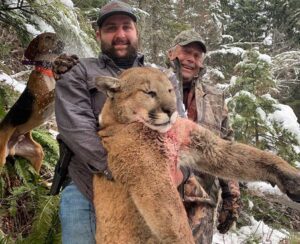 Idaho mountain lion